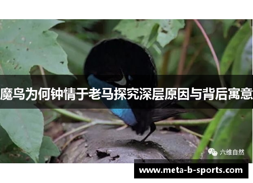 魔鸟为何钟情于老马探究深层原因与背后寓意